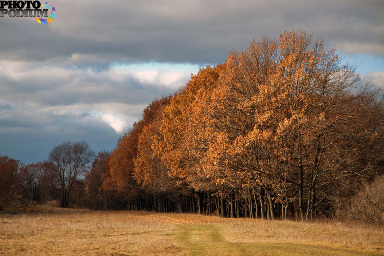 Дубовая роща осень