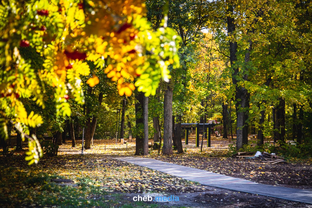 Дубовая роща осень