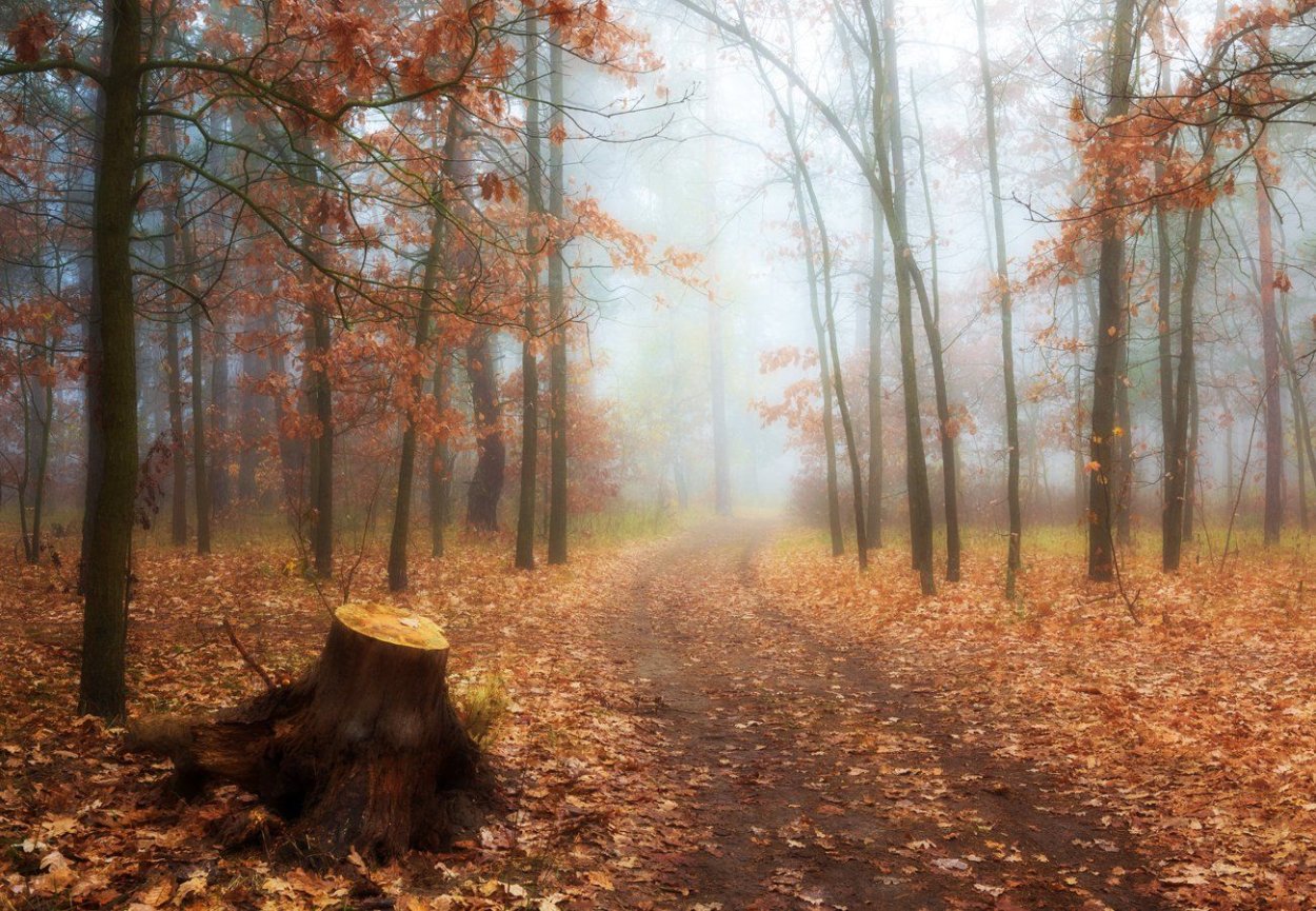 Дубовая роща осень