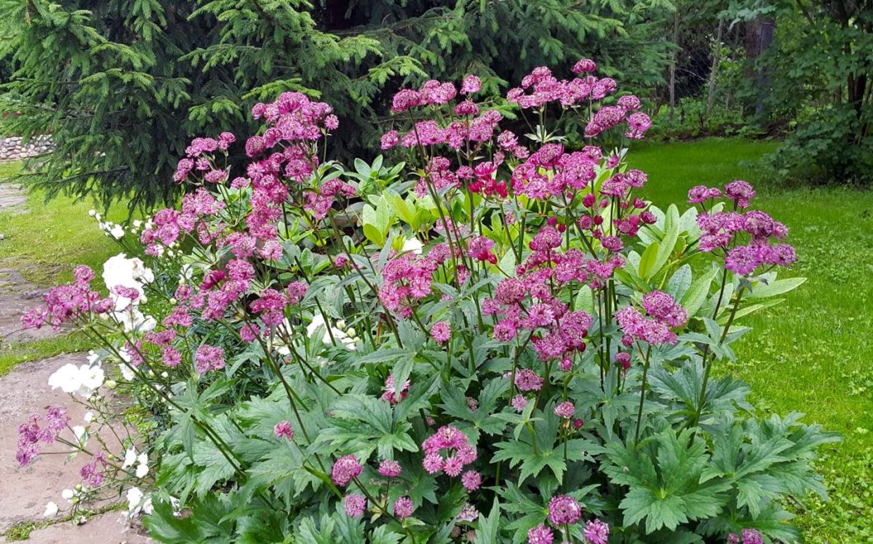 Омфалодес весенний (Пупочник) (omphalodes Verna)