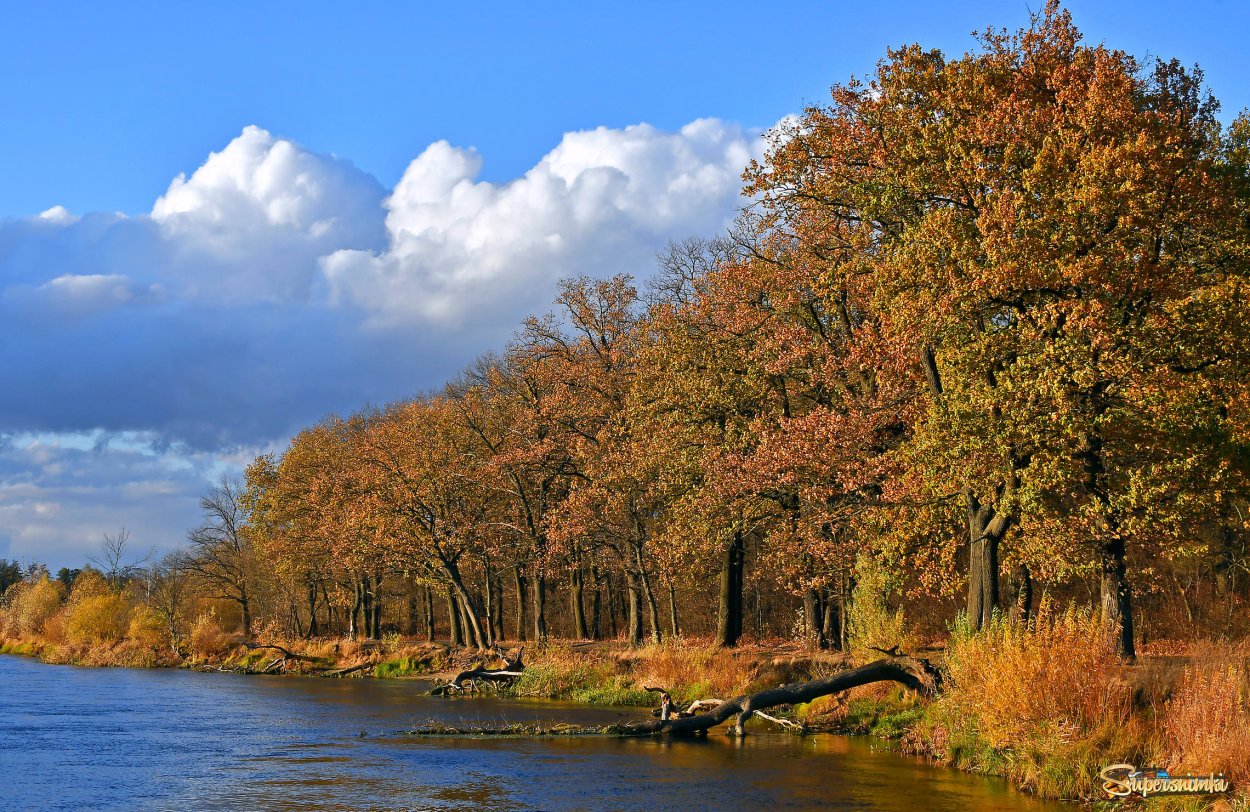 Дубовая роща осень