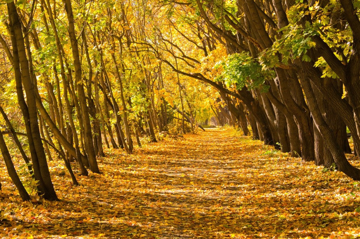 Кленовая аллея Кисловодск