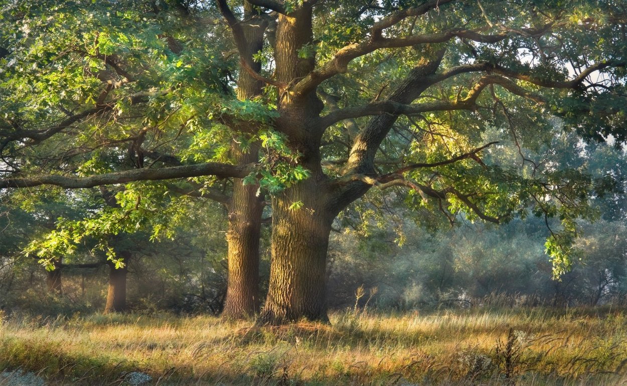 Дубовая роща Городовиковск