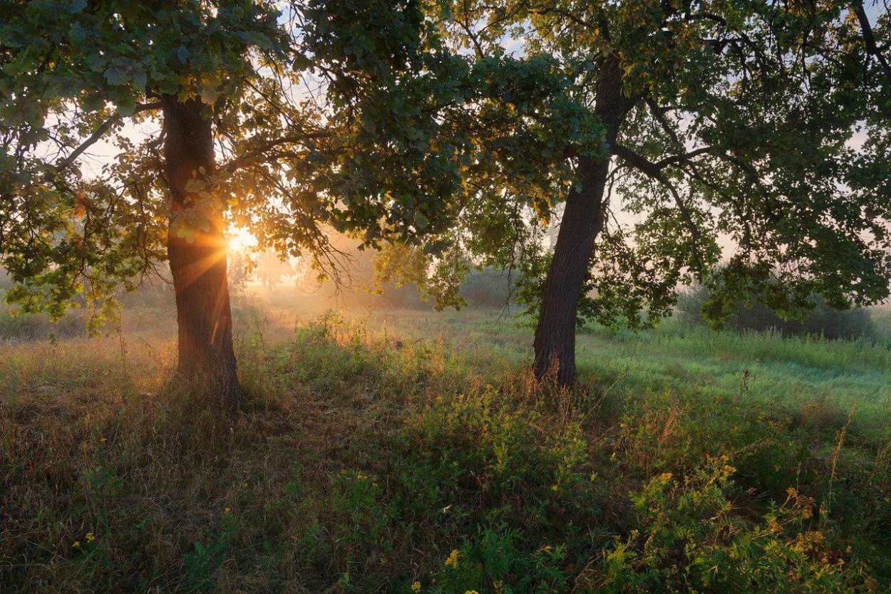 Желнино дубовая роща