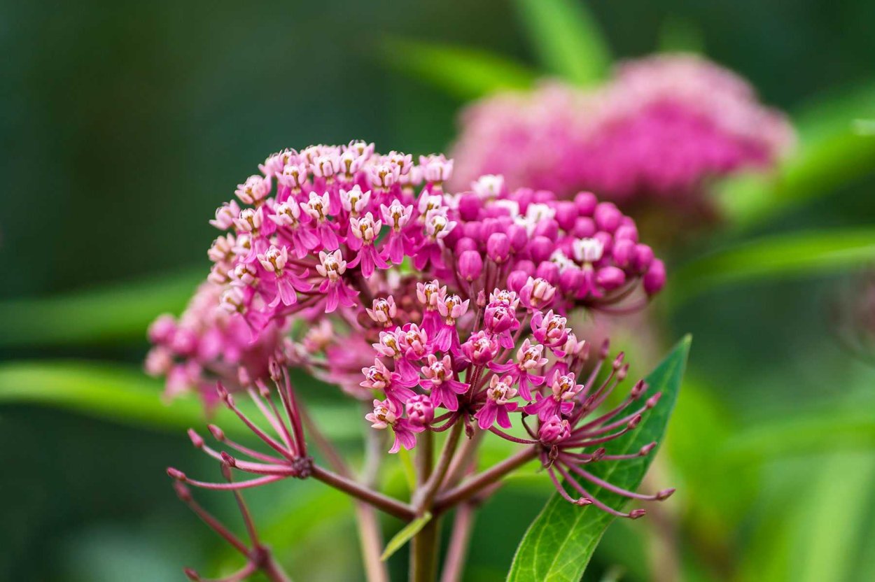 Ваточник сирийский (Asclepias syriaca)