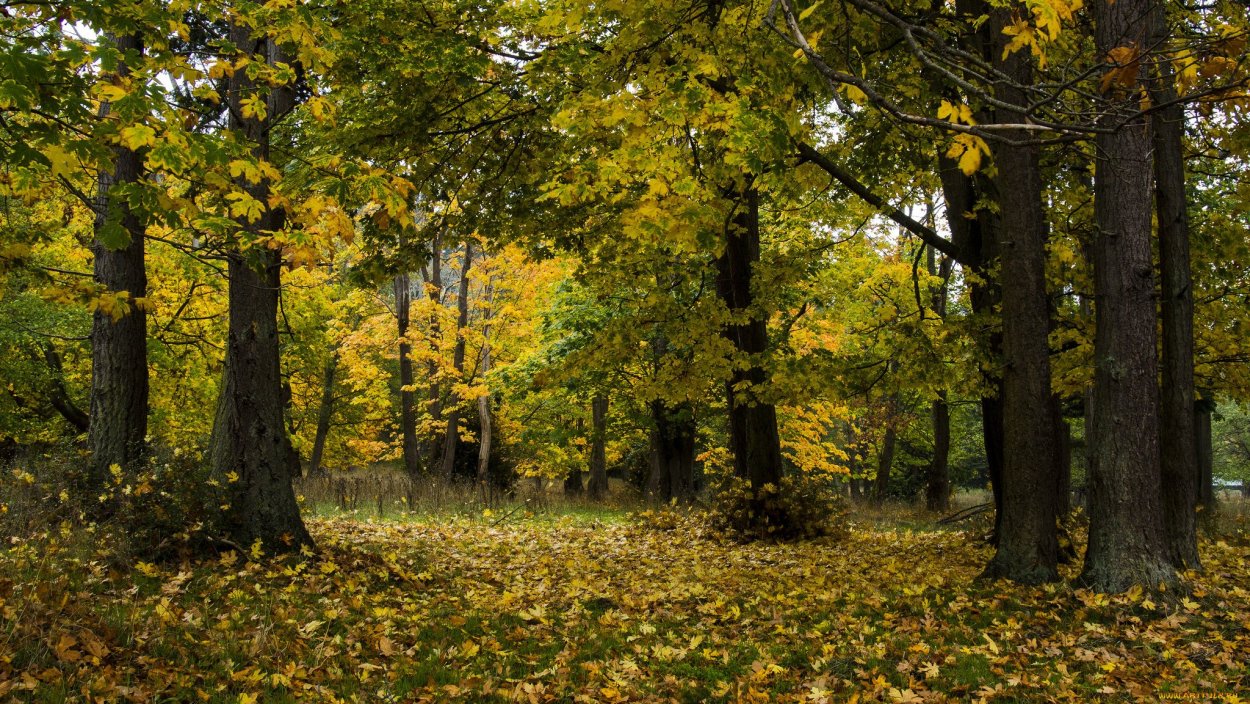 Богородицк дубовый лес