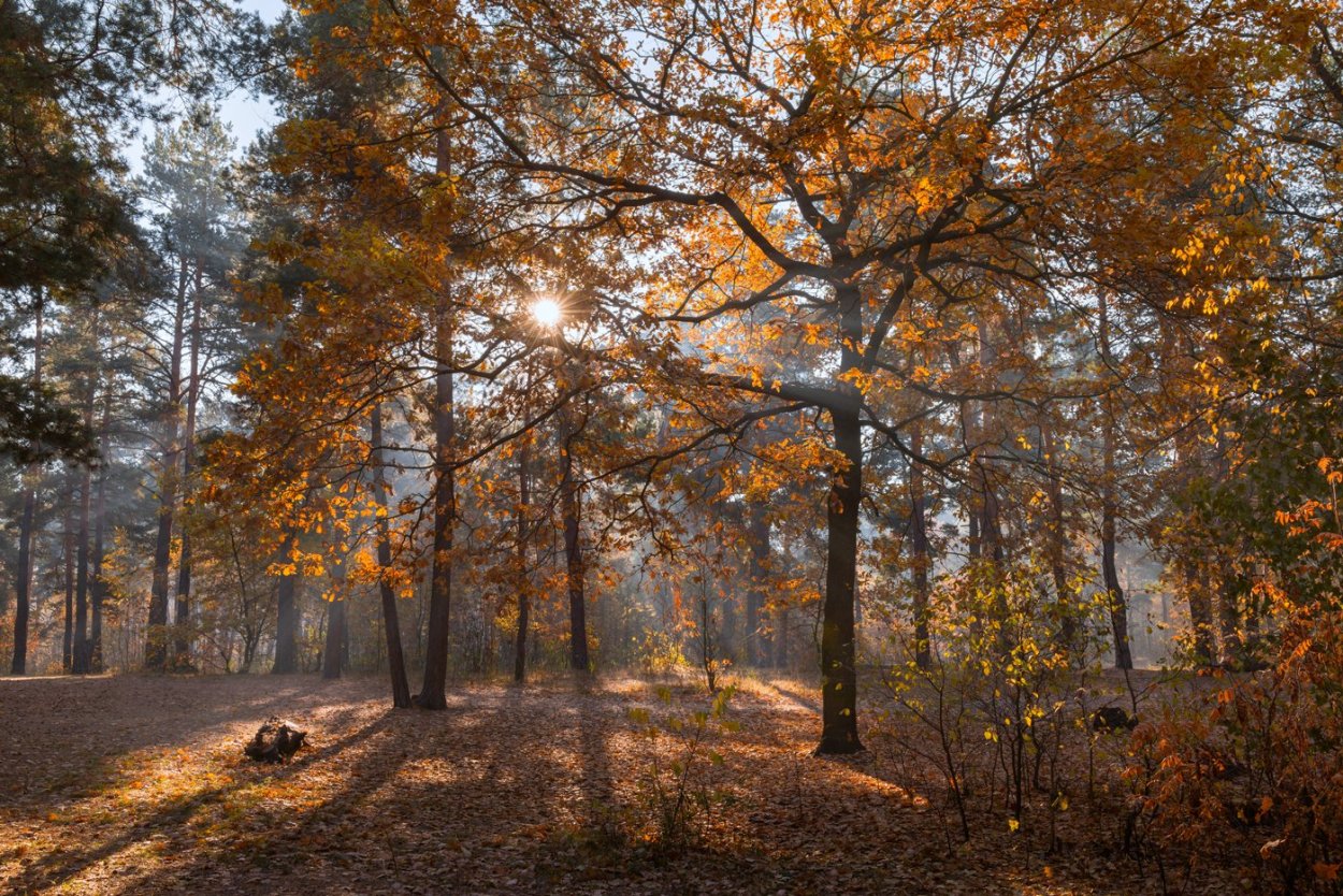 Дубовая роща осень