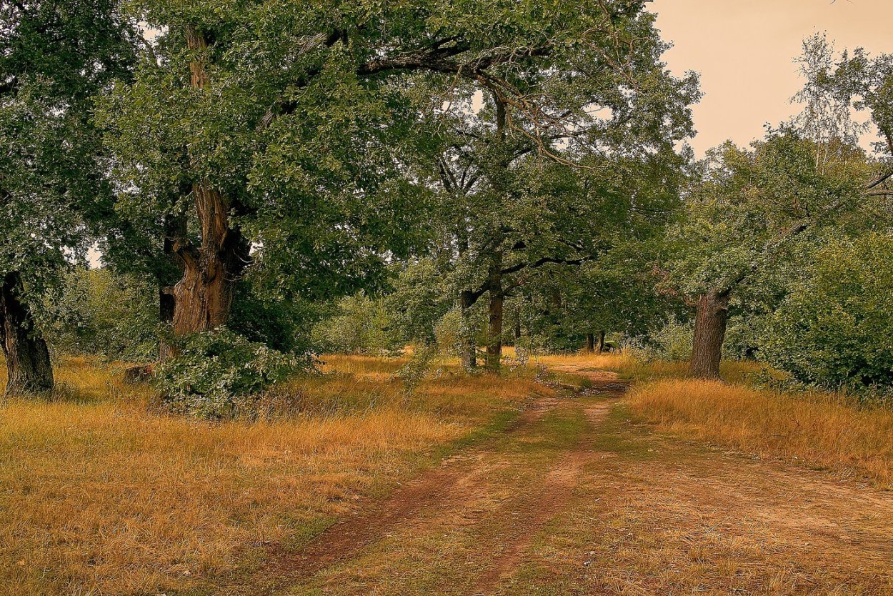 Дубовая роща Городовиковск