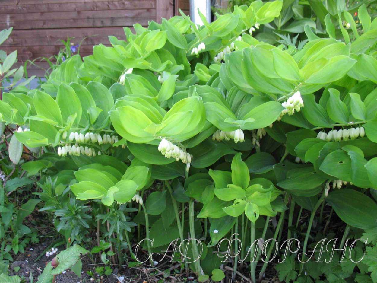 Миксбордер эхинацея тысячелистник