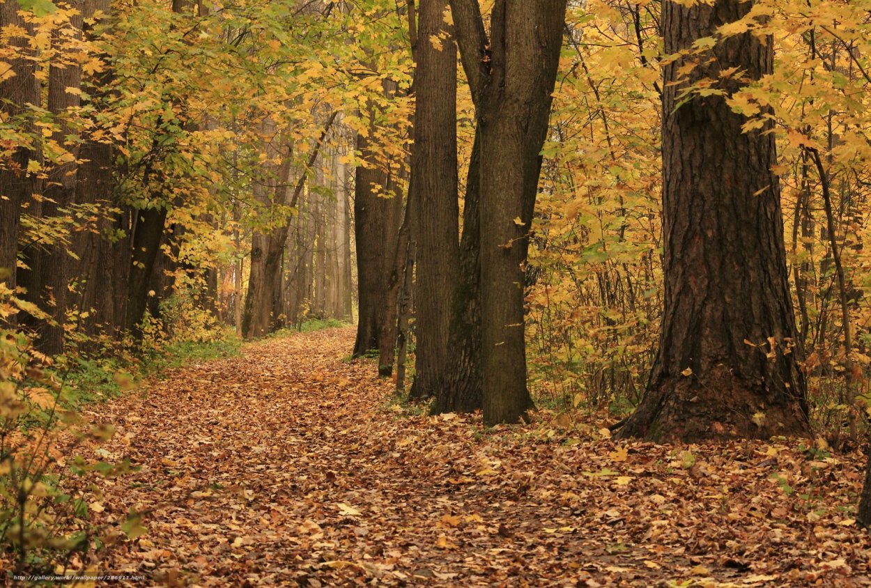 Дубовая роща осень