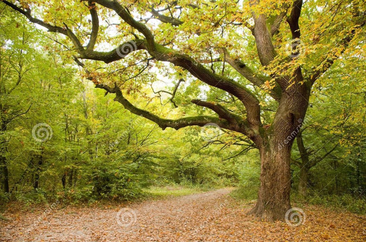 Котельническая дубовая Пойменная роща