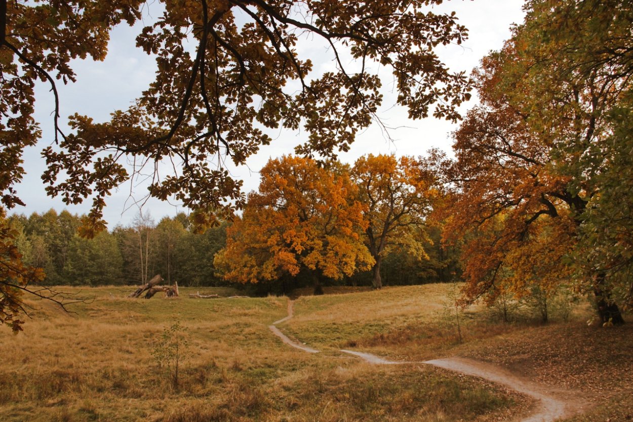 Дубовая роща Нестеровский район