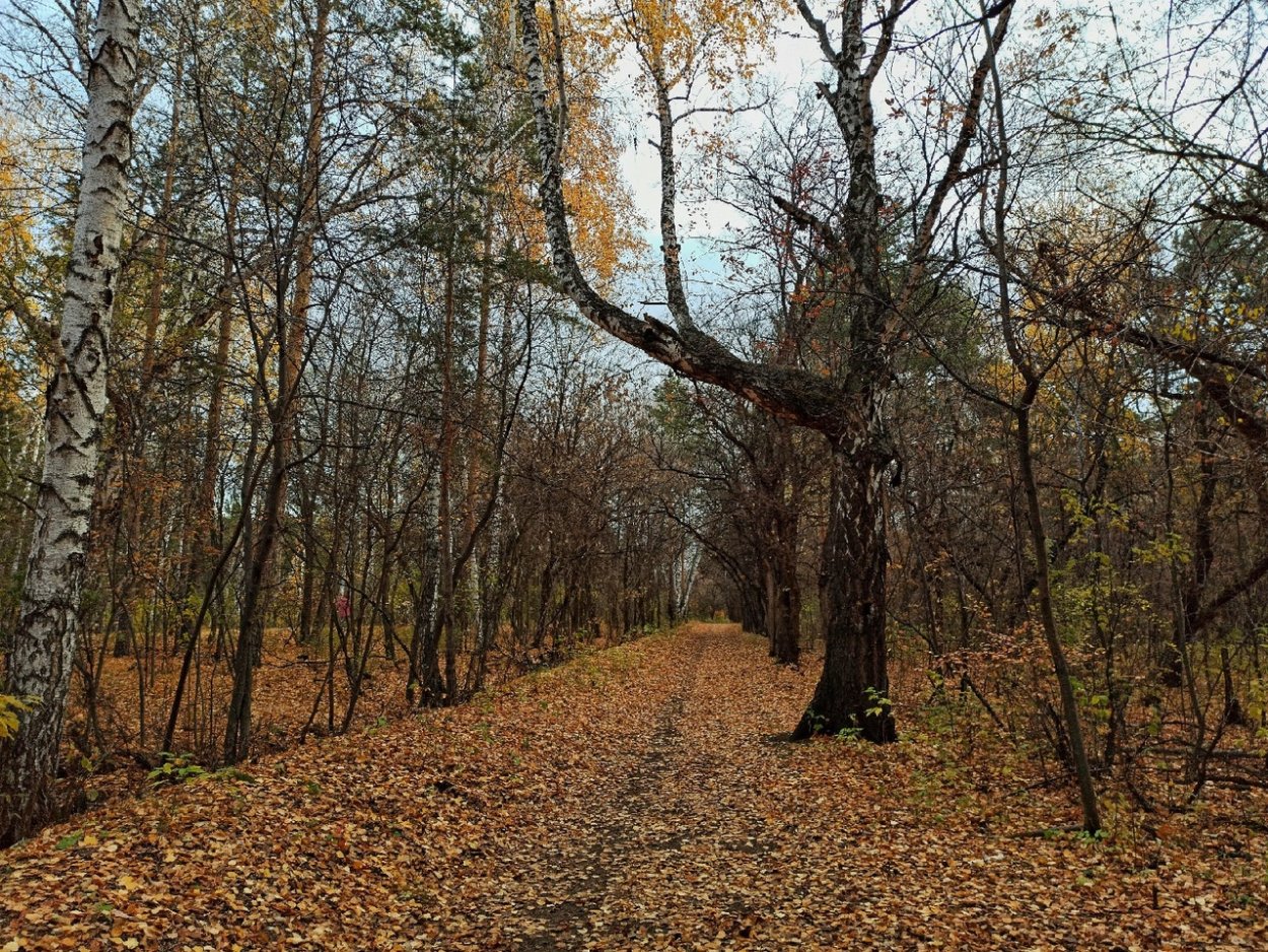 Дубовая роща горячий ключ