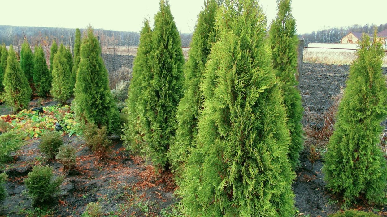 Туя Восточная Брабант