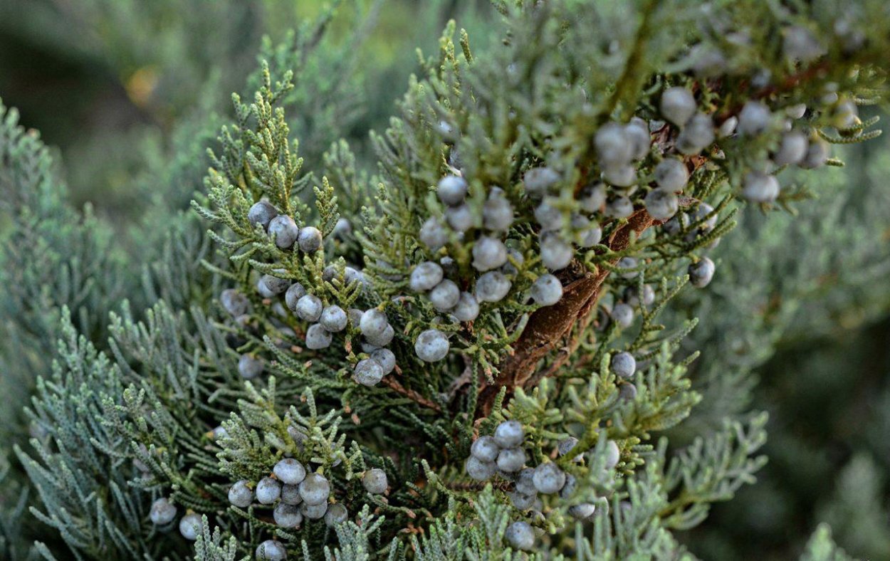 Можжевельник обыкновенный Верес