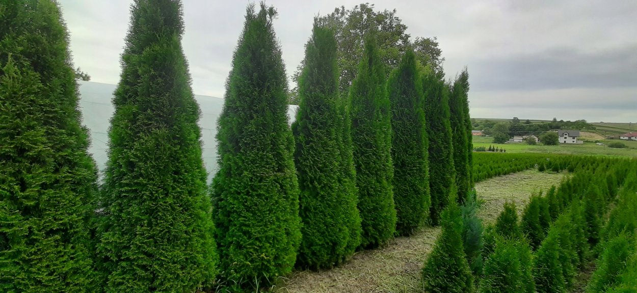 Туя пирамидальная Смарагд