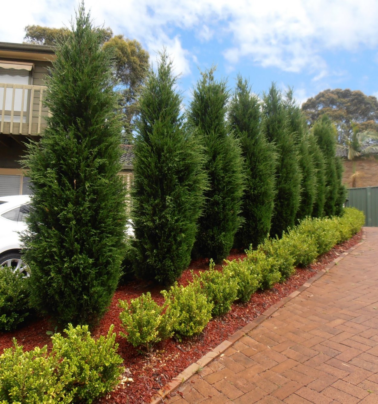 Кипарис пирамидальный