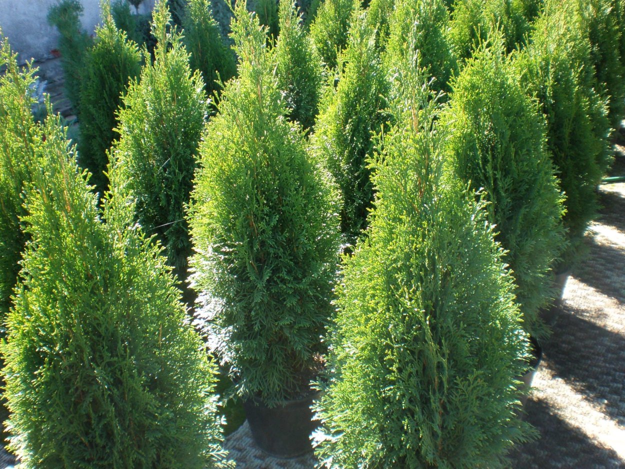 Туя Восточная Смарагд