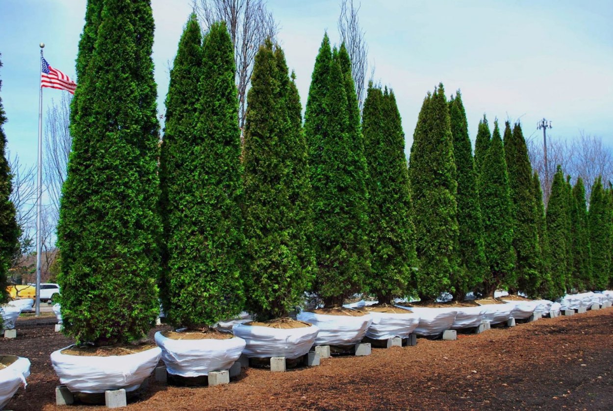 Туя Западная Пирамидалис