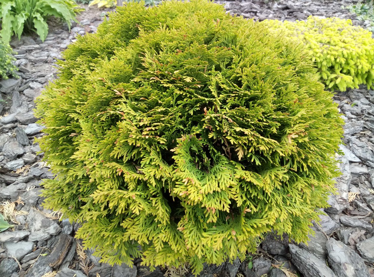 Хвойники сосна можжевельник