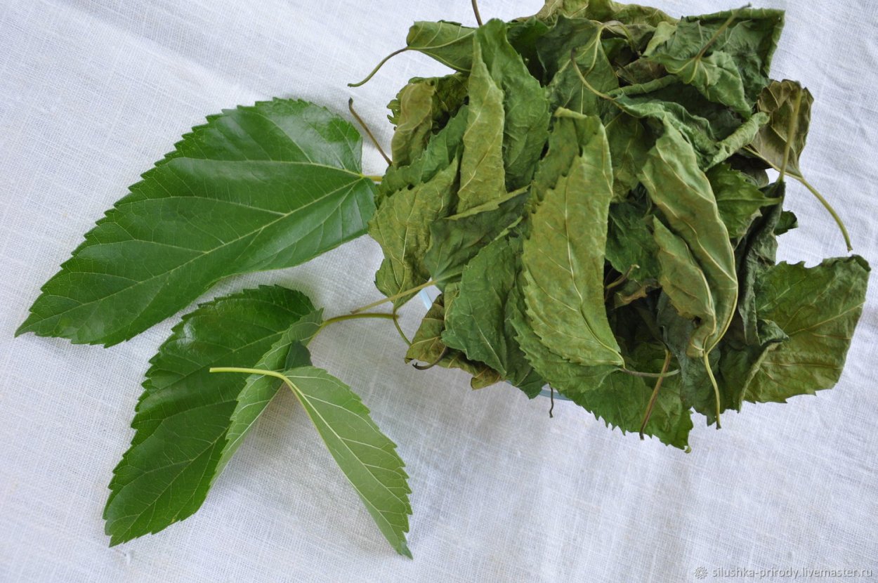 Листья тутовника