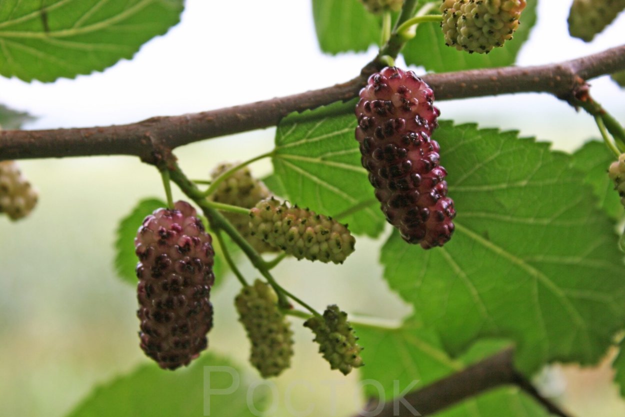 Тутовник ягода