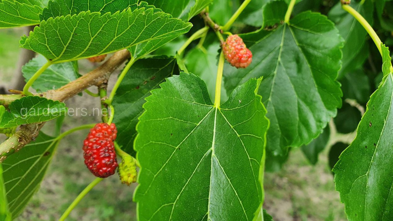 Тутовник шелковица листья