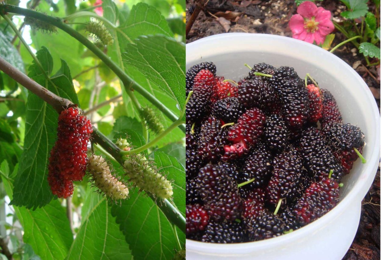 Тутовник пирамидальный