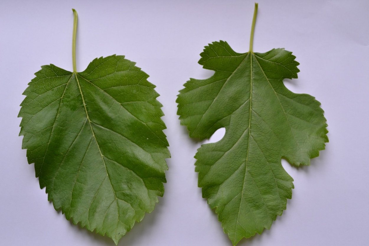 Шелковица раскраска