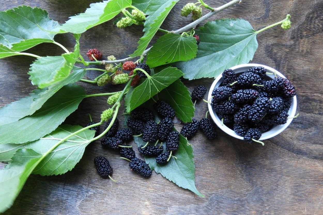 Шелковица белая