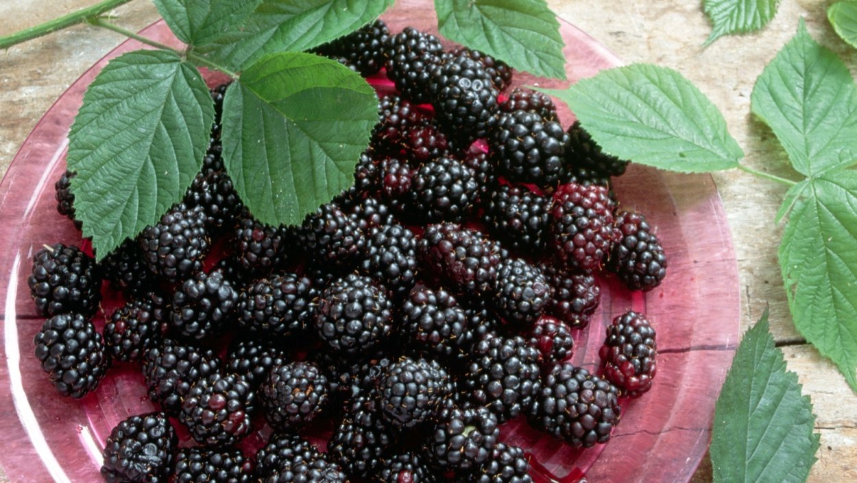 Шелковица с большими листьями