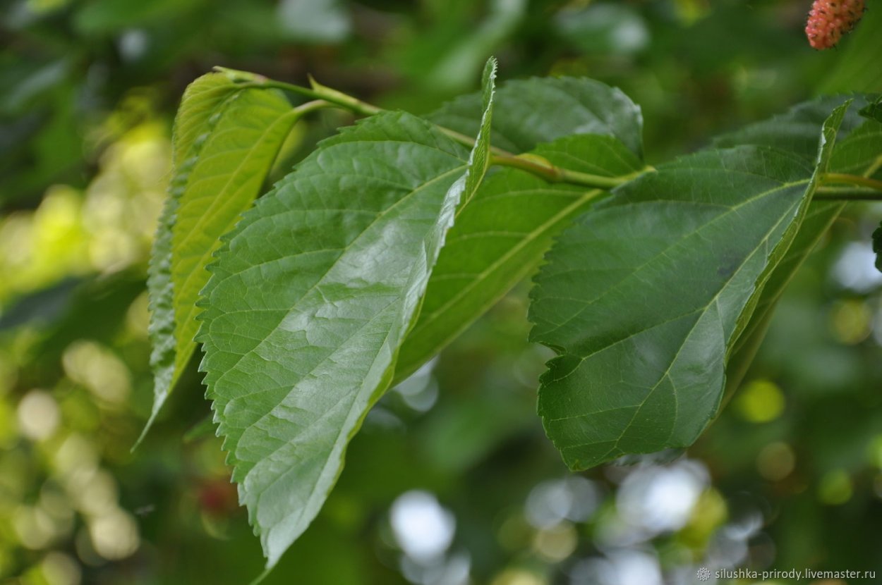 Форма листьев шелковицы