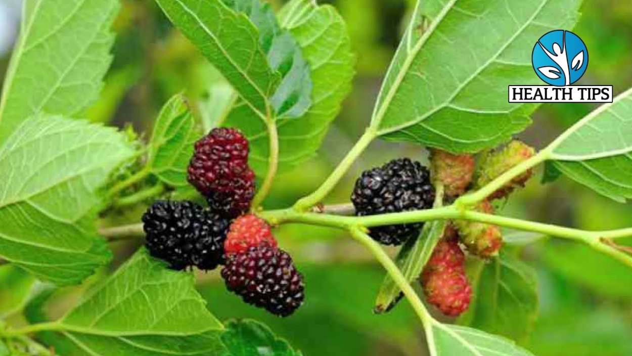 Шелковица Иллинойс эвербехринг