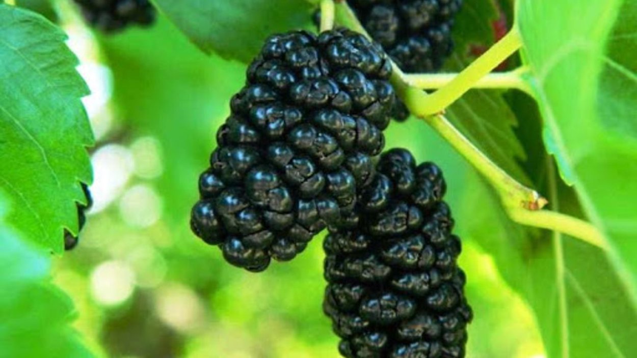 Шелковица Ульяновск