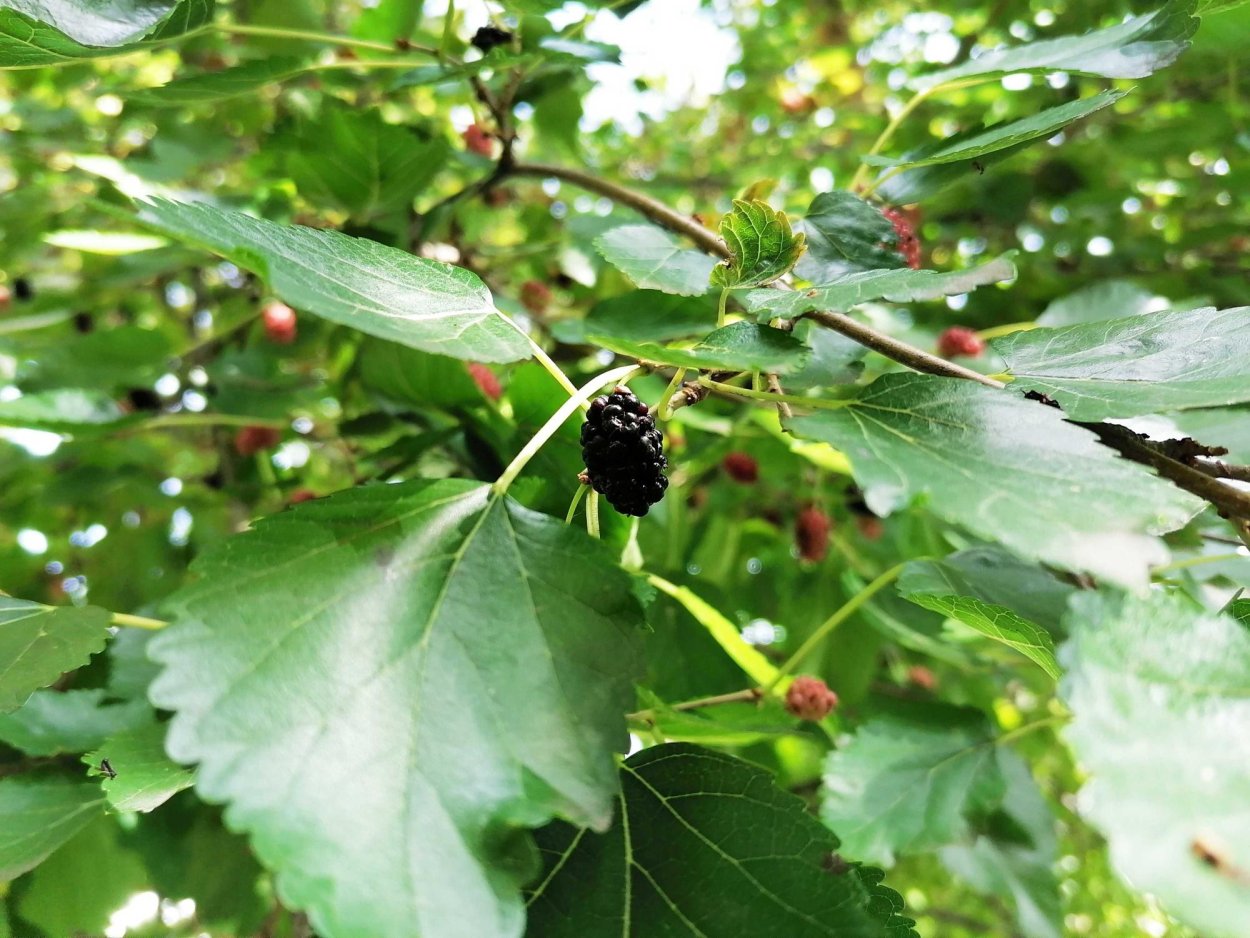 Шелковица черная листья