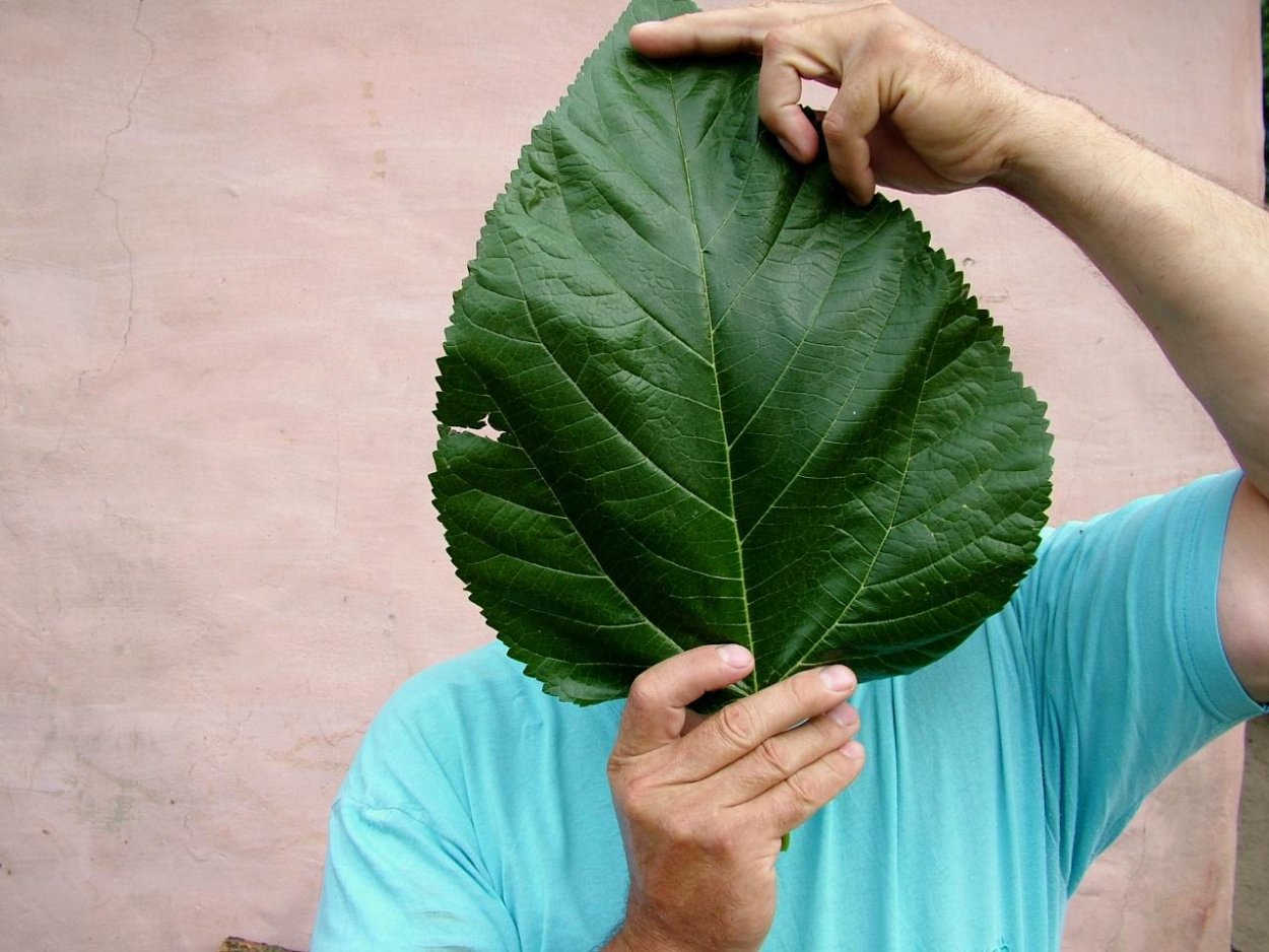 Шелковица сорт белая медовая