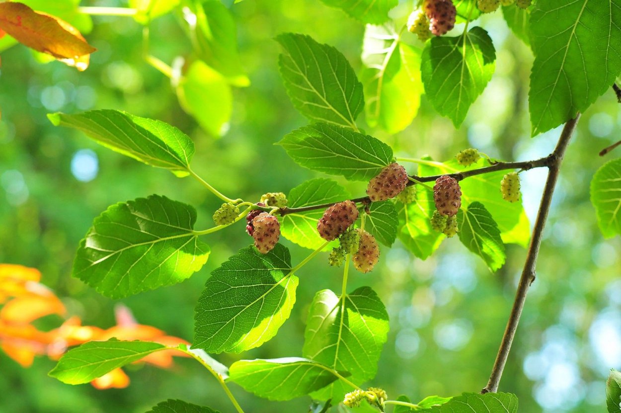 Ежевика при беременности