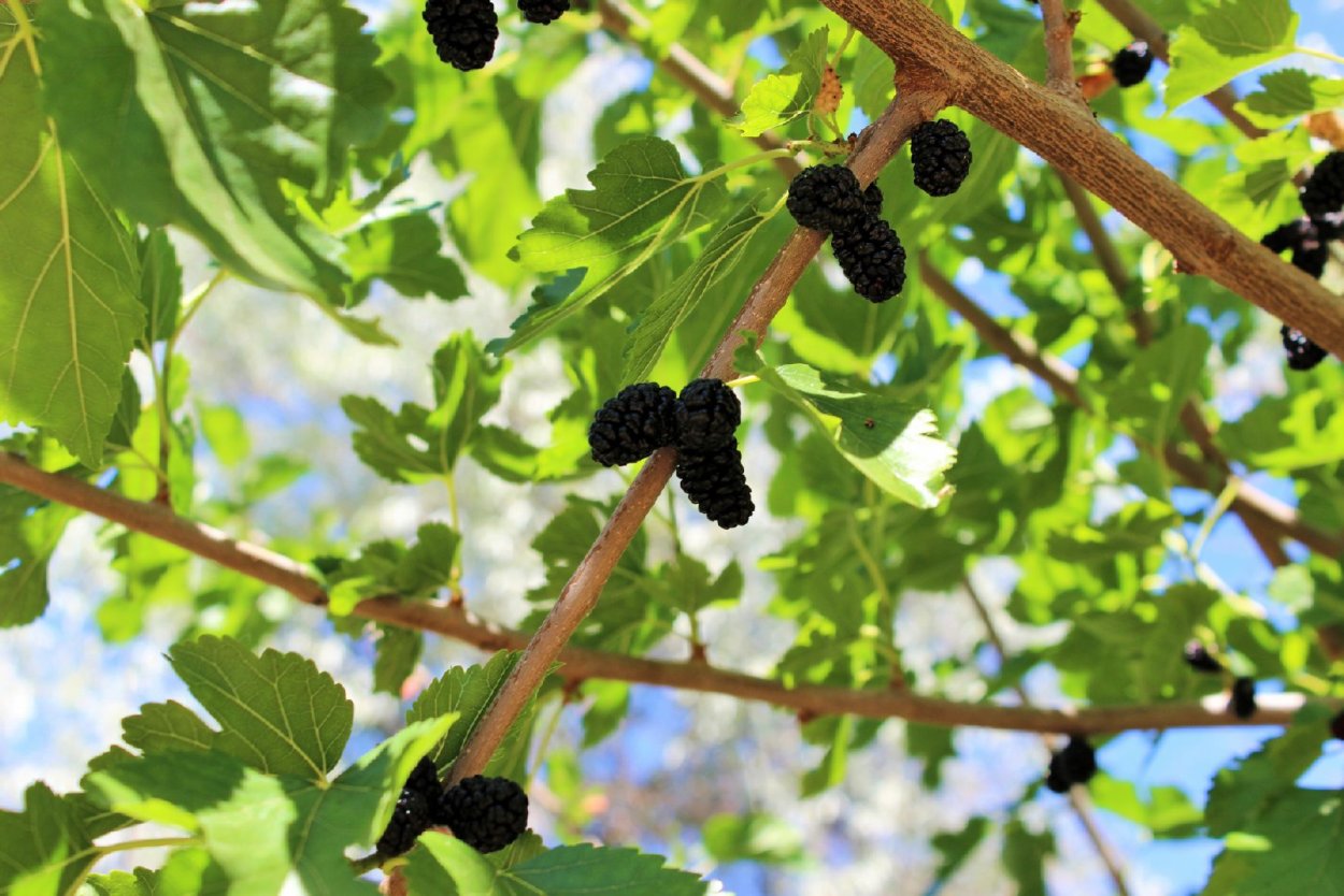 Хорст листья тутовник 50 г