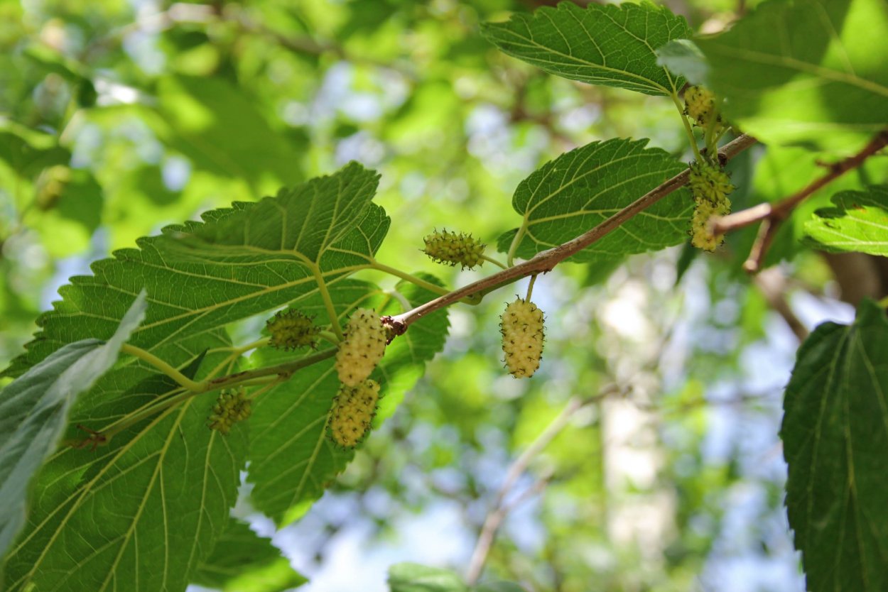 Шелковица Хартут