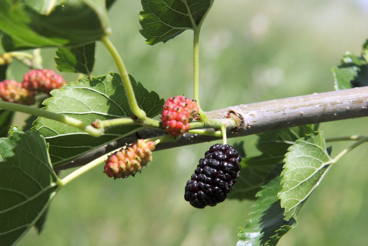 Шелковица дерево детям на белом фоне