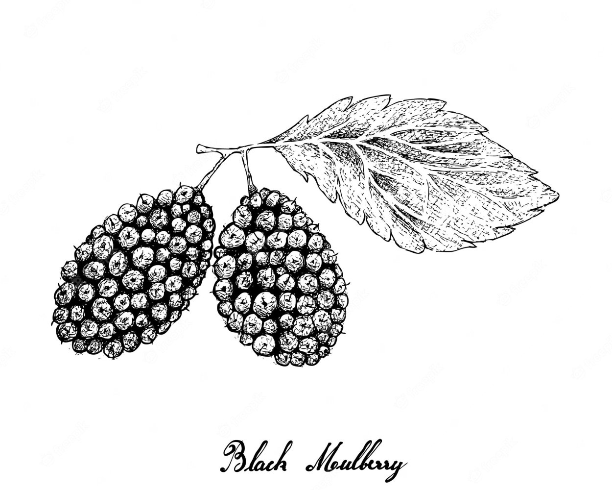 Mulberry шелковица