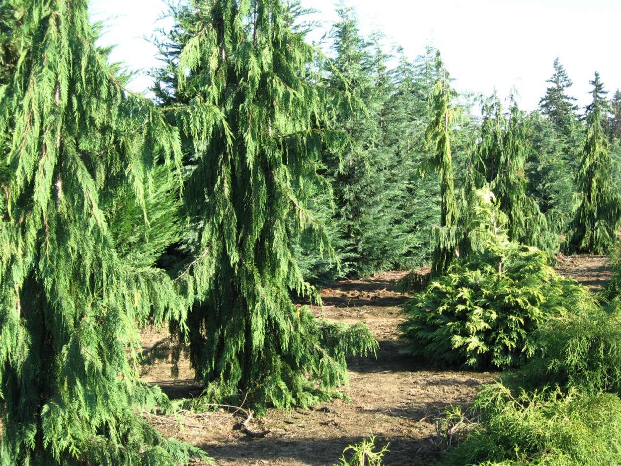 Кипарисовик нутканский Грин Эрроу