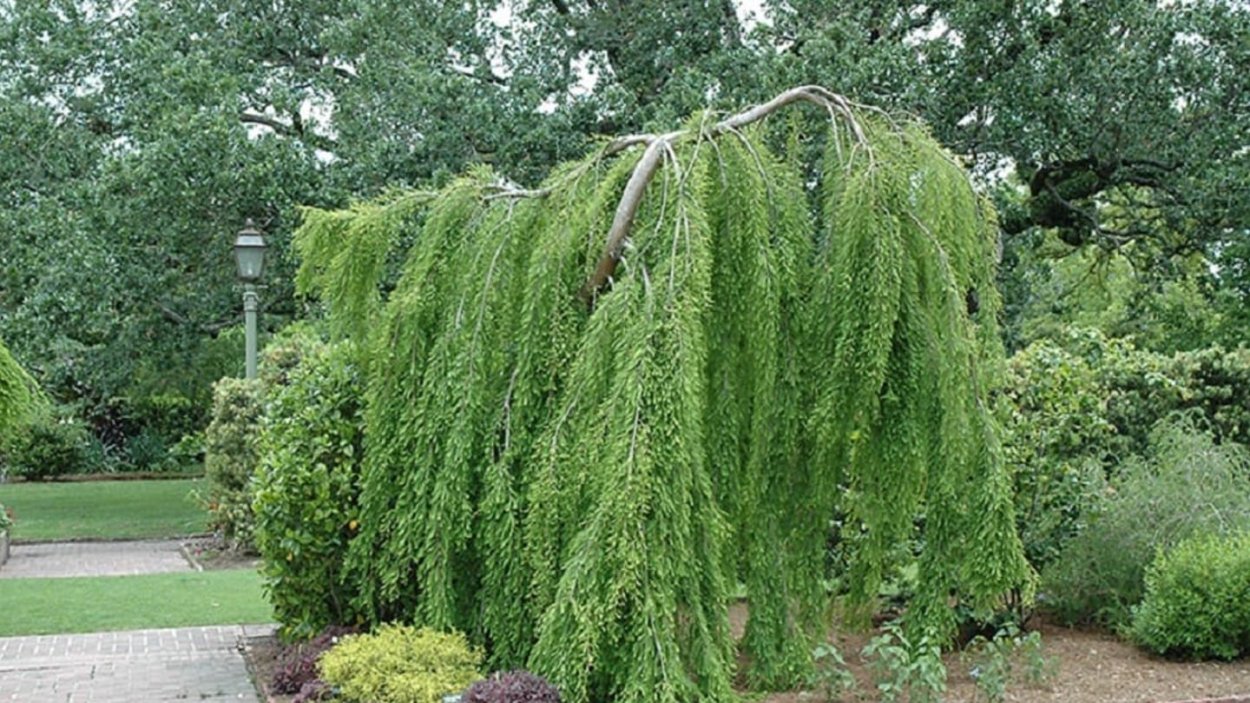 Ель Инверса Пендула