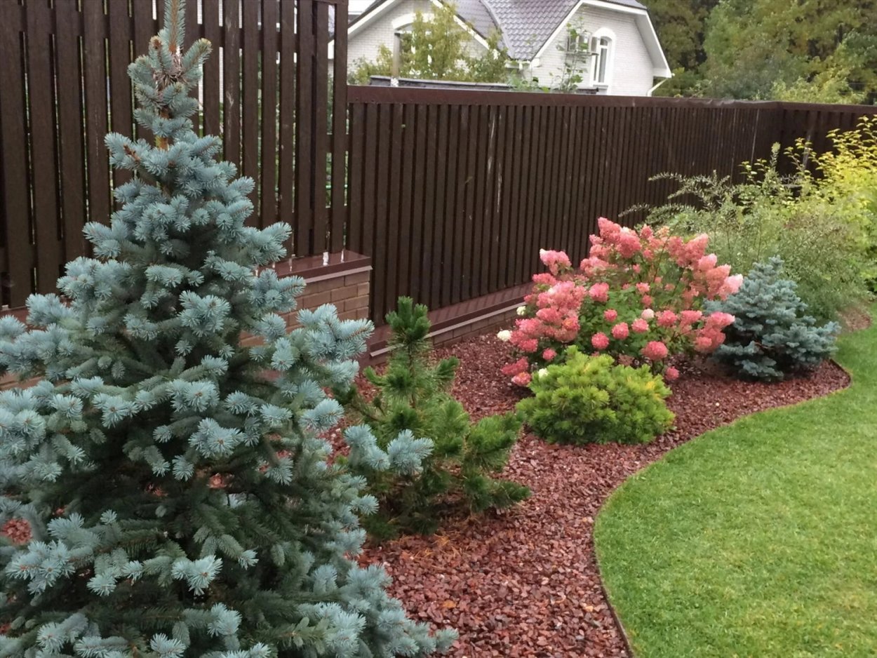 Лиственница европейская pendula