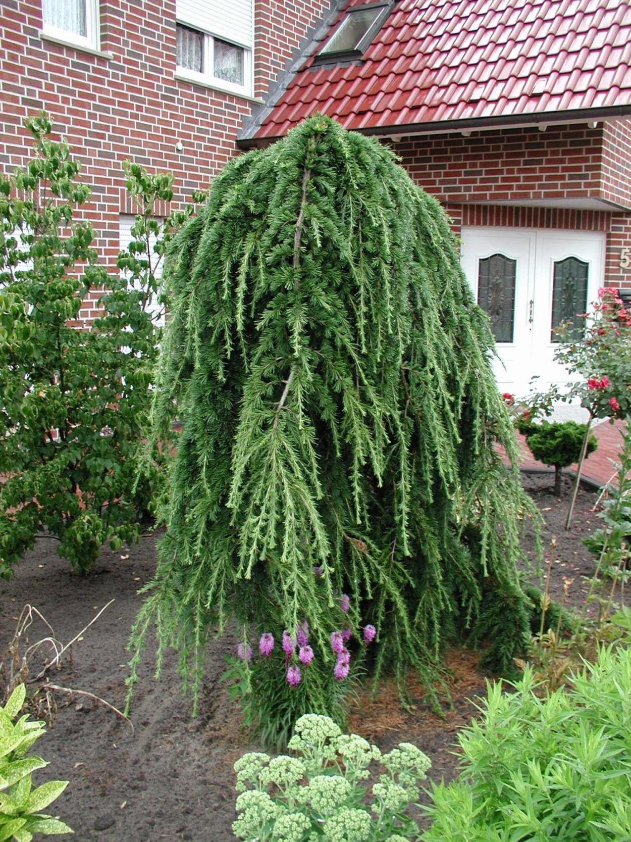 Ель плакучая Пендула