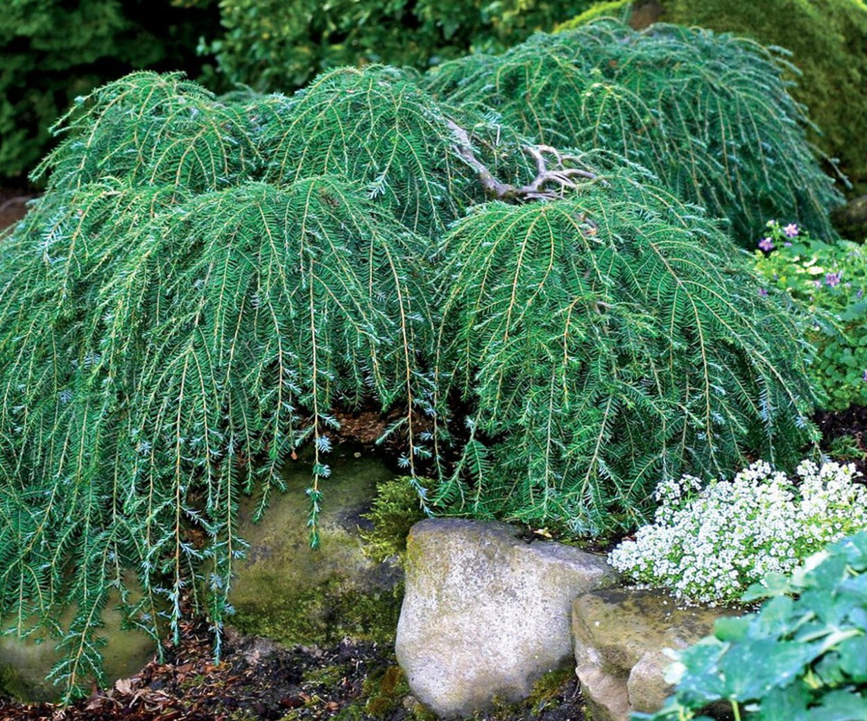 Можжевельник обыкновенный Хорстманн
