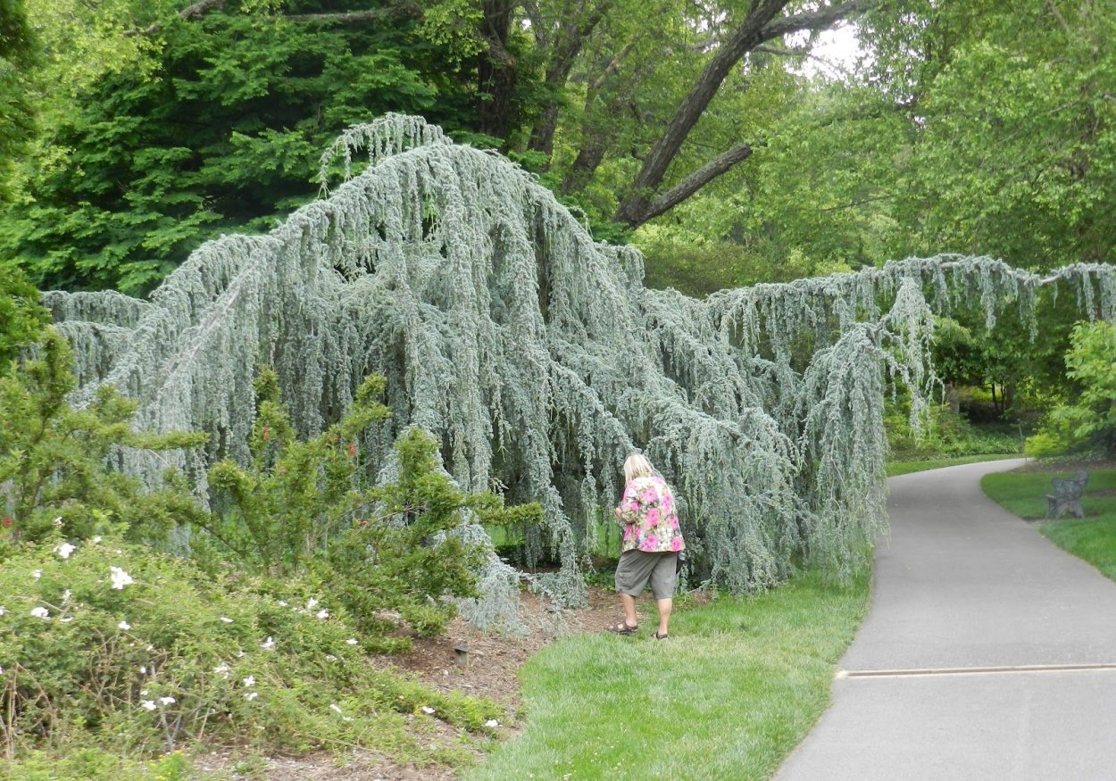 Лиственница Кемпфера stiff Weeper