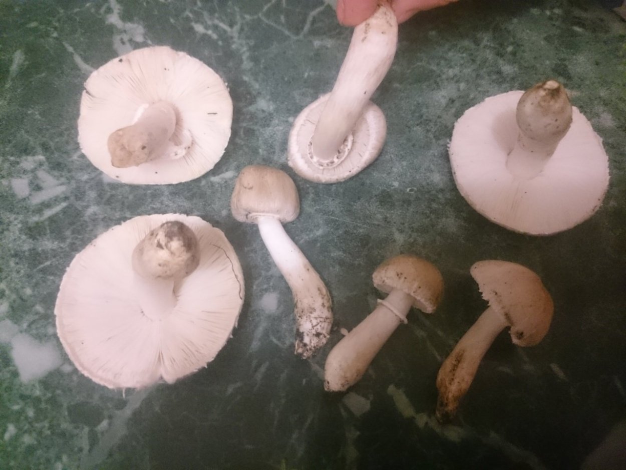 Лепиота краснопластинчатая