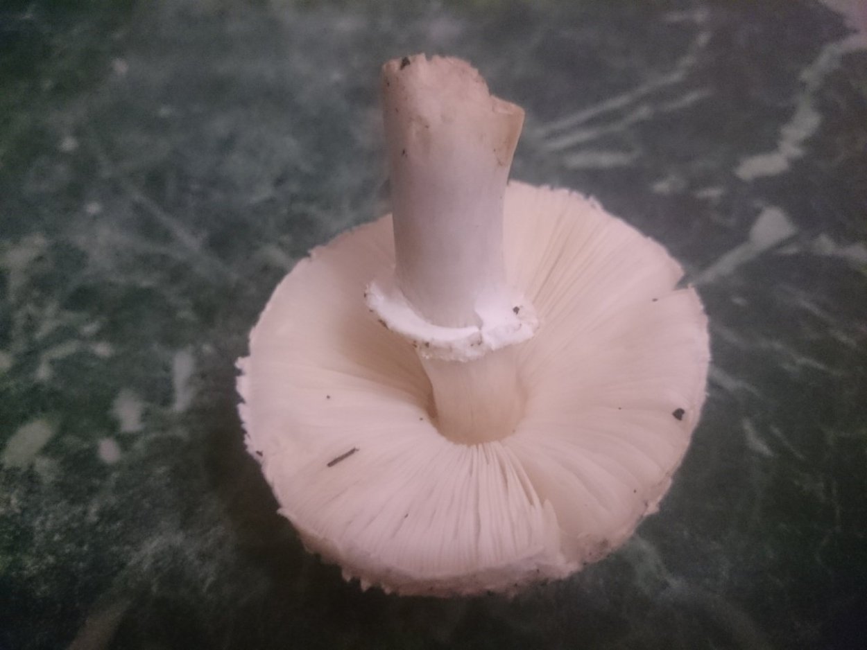 Печерица, Луговой шампиньон ложные