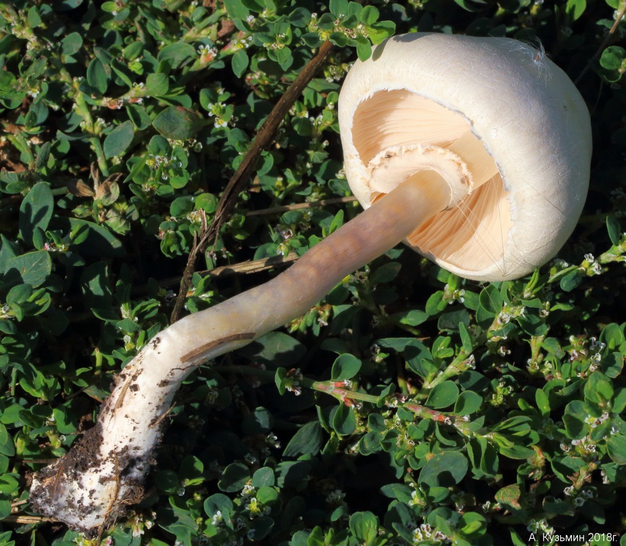 Лепиота краснопластинчатая